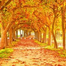 Обои 1596 Природа фотообои (Walldeco)