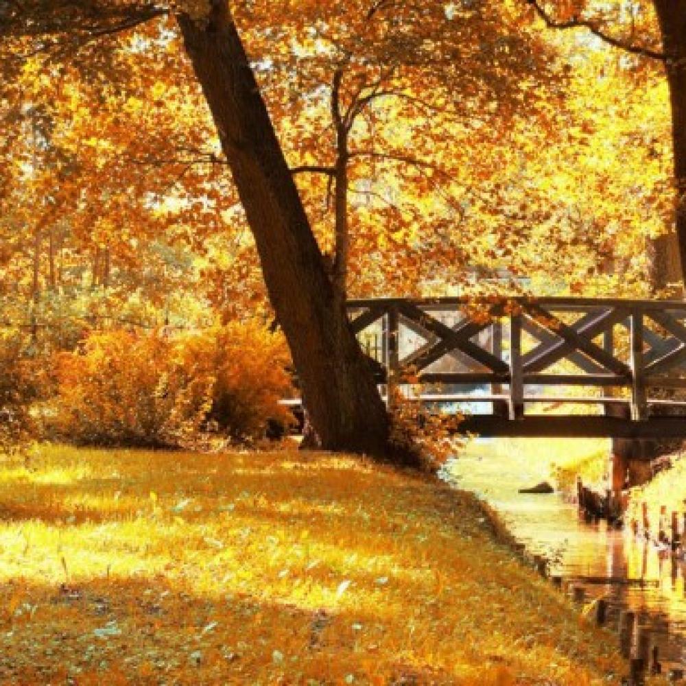 Обои 1599 Природа фотообои (Walldeco): фото, зображення, колір, малюнок