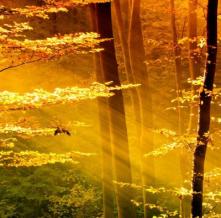 Обои 1601 Природа фотообои (Walldeco)