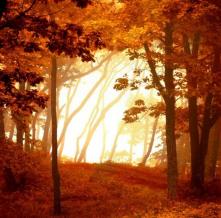 Обои 1649 Природа фотообои (Walldeco)