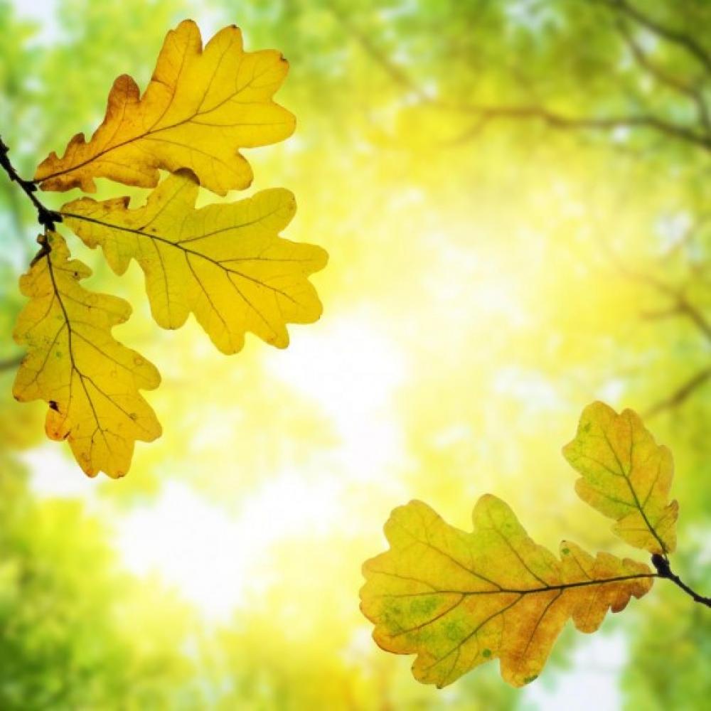 Обои 1650 Природа фотообои (Walldeco): фото, зображення, колір, малюнок