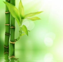 Обои 1651 Природа фотообои (Walldeco)