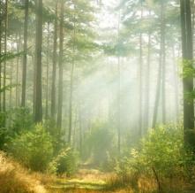 Обои 1663 Природа фотообои (Walldeco)