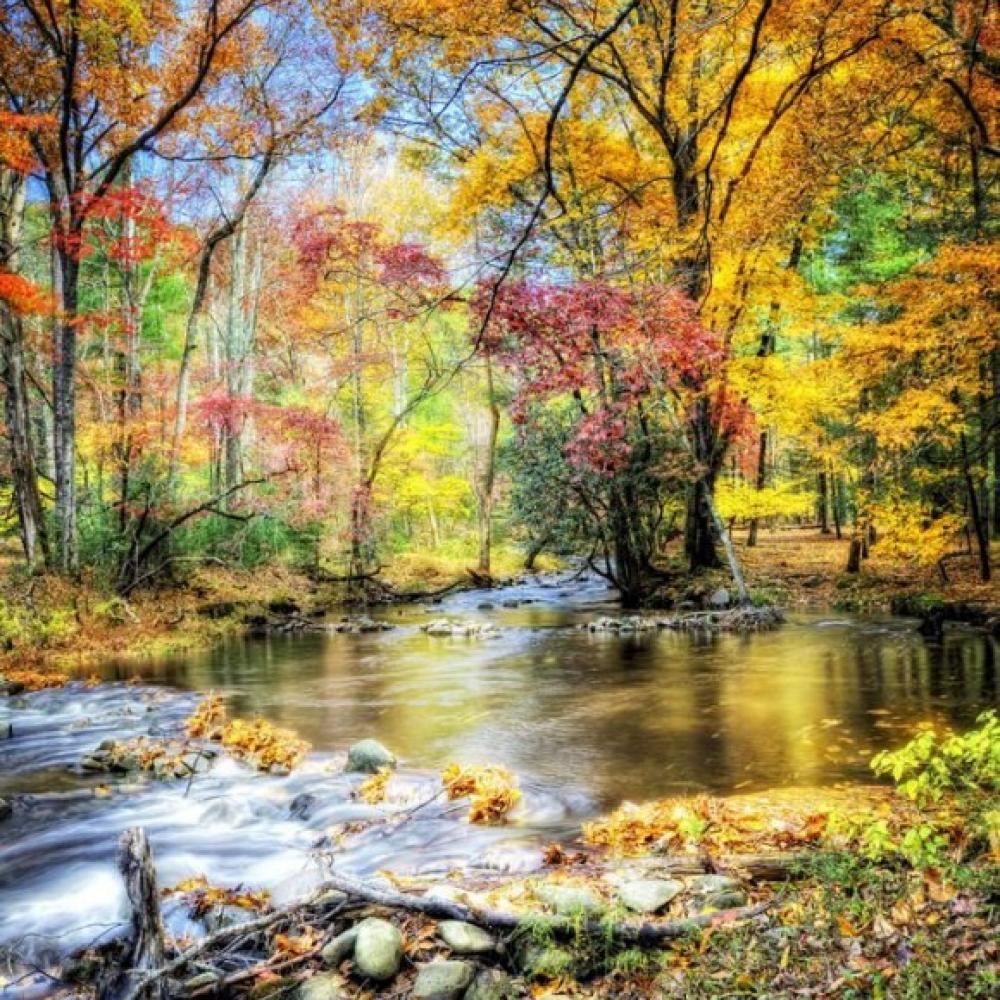 Обои 1687 Природа фотообои (Walldeco): фото, зображення, колір, малюнок