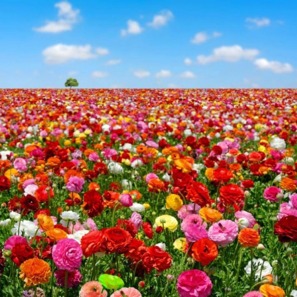 Обои 1746 Природа фотообои (Walldeco): фото, зображення, колір, малюнок