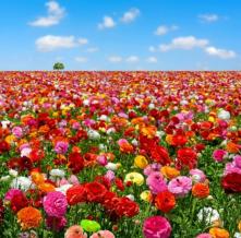 Обои 1746 Природа фотообои (Walldeco)