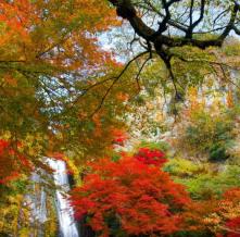 Обои 1757 Природа фотообои (Walldeco)