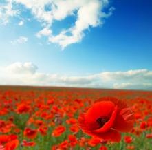 Обои 2206 Природа фотообои (Walldeco)