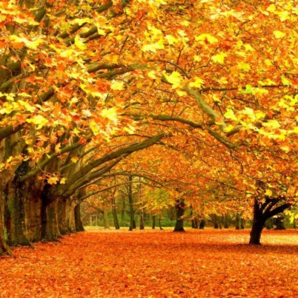 Обои 2254 Природа фотообои (Walldeco): фото, зображення, колір, малюнок