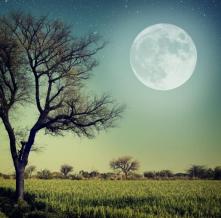 Обои 23080 Природа фотообои (Walldeco)