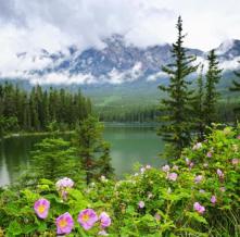 Обои 2470 Природа фотообои (Walldeco)