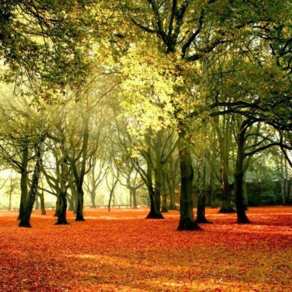 Обои 2555 Природа фотообои (Walldeco): фото, зображення, колір, малюнок