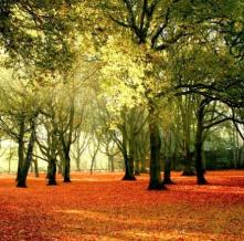 Обои 2555 Природа фотообои (Walldeco)