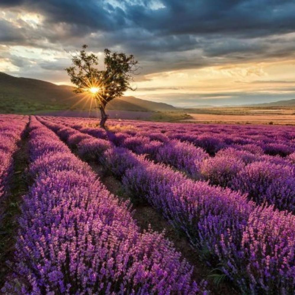 Обои 27563 Природа фотообои (Walldeco): фото, зображення, колір, малюнок