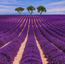 Обои 27565 Природа фотообои (Walldeco)