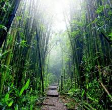 Обои 27956 Природа фотообои (Walldeco)