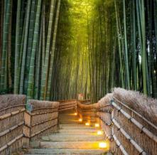 Обои 27966 Природа фотообои (Walldeco)