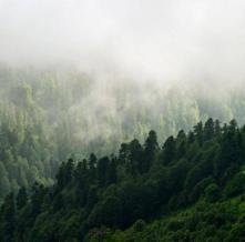 Обои 27968 Природа фотообои (Walldeco)