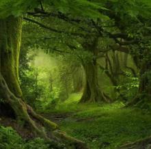 Обои 27969 Природа фотообои (Walldeco)