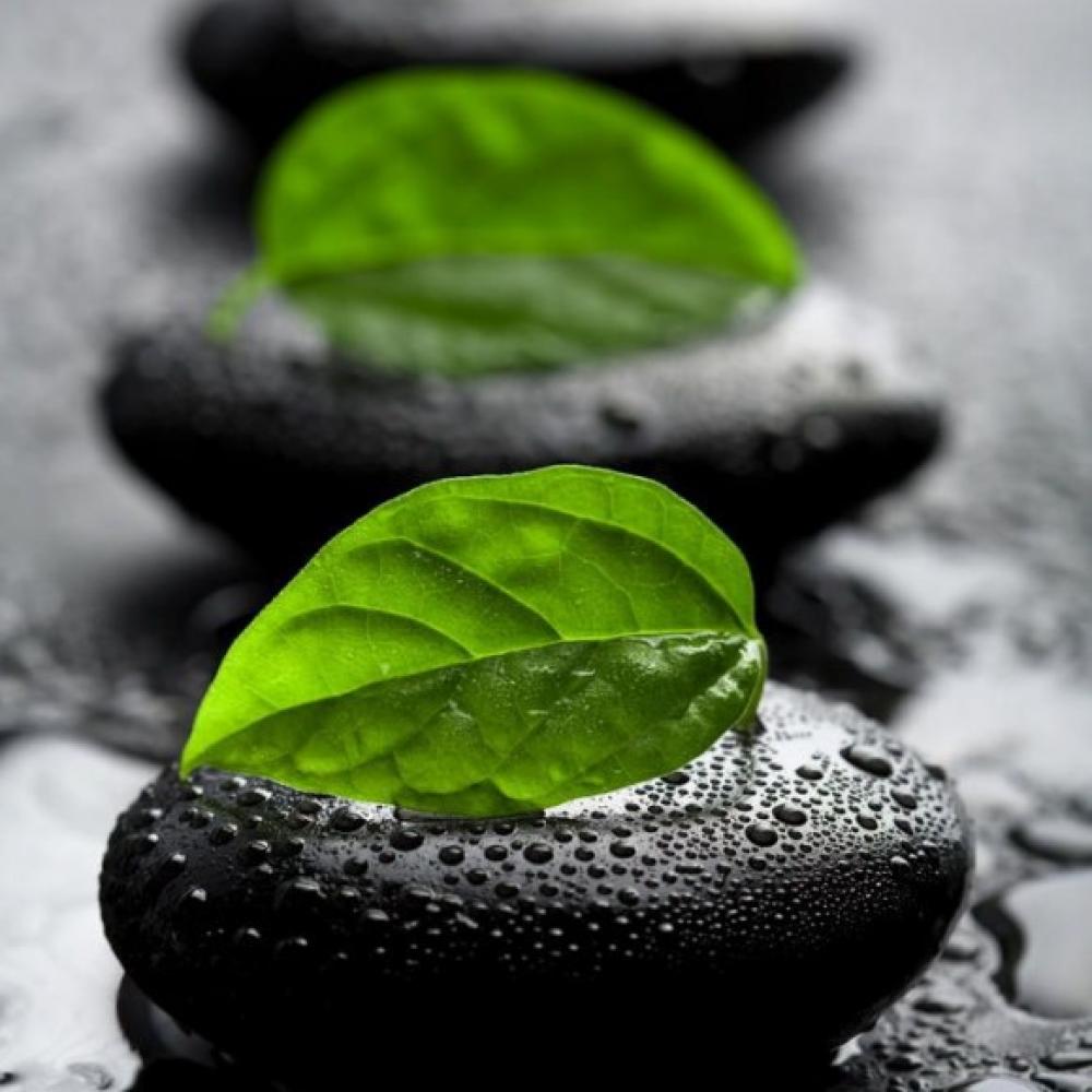 Обои 2822 Природа фотообои (Walldeco): фото, зображення, колір, малюнок