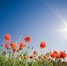 Обои 2870 Природа фотообои (Walldeco)