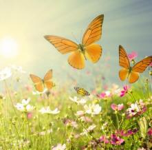 Обои 2919 Природа фотообои (Walldeco)