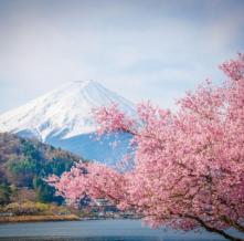 Обои 29542 Природа фотообои (Walldeco)