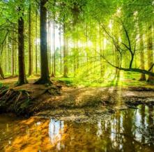 Обои 29604 Природа фотообои (Walldeco)