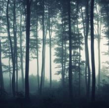 Обои 29672 Природа фотообои (Walldeco)