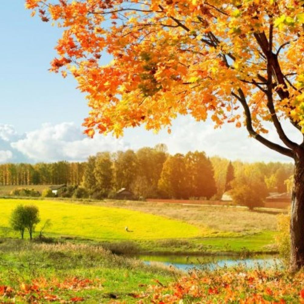 Обои 3018 Природа фотообои (Walldeco): фото, зображення, колір, малюнок