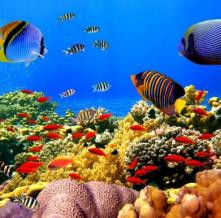 Обои 3052 Море фотообои (Walldeco)