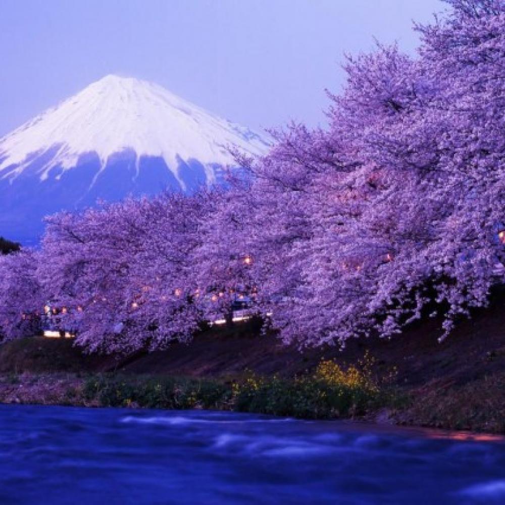 Обои 3067 Природа фотообои (Walldeco): фото, зображення, колір, малюнок