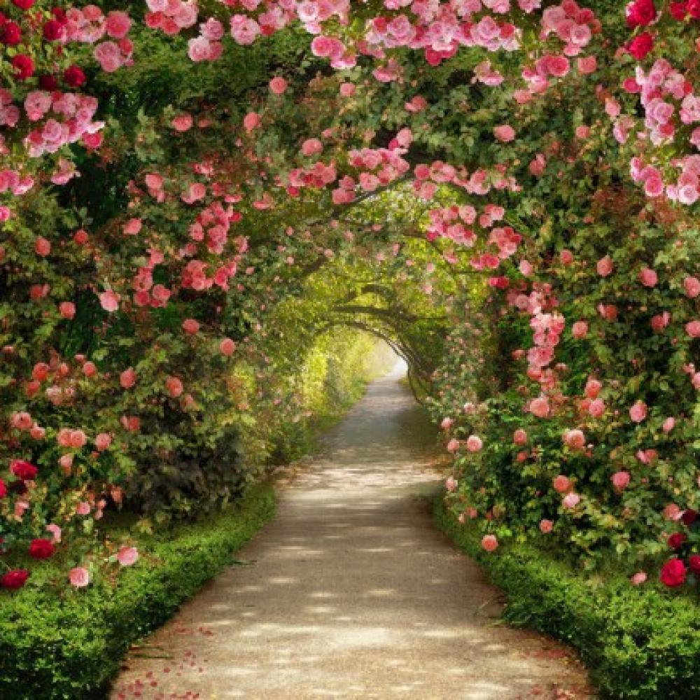 Обои 31382 Природа фотообои (Walldeco): фото, зображення, колір, малюнок