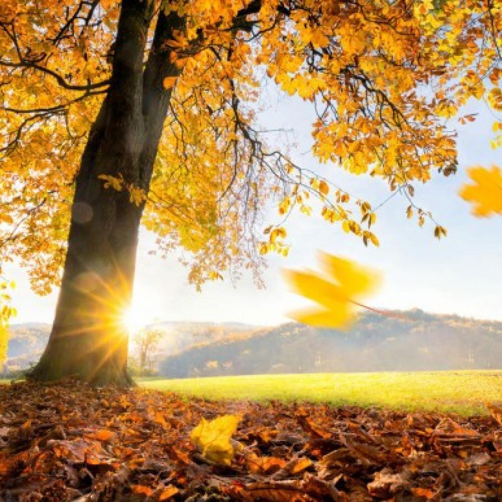 Обои 31574 Природа фотообои (Walldeco): фото, зображення, колір, малюнок