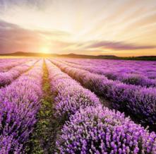 Обои 31728 Природа фотообои (Walldeco)