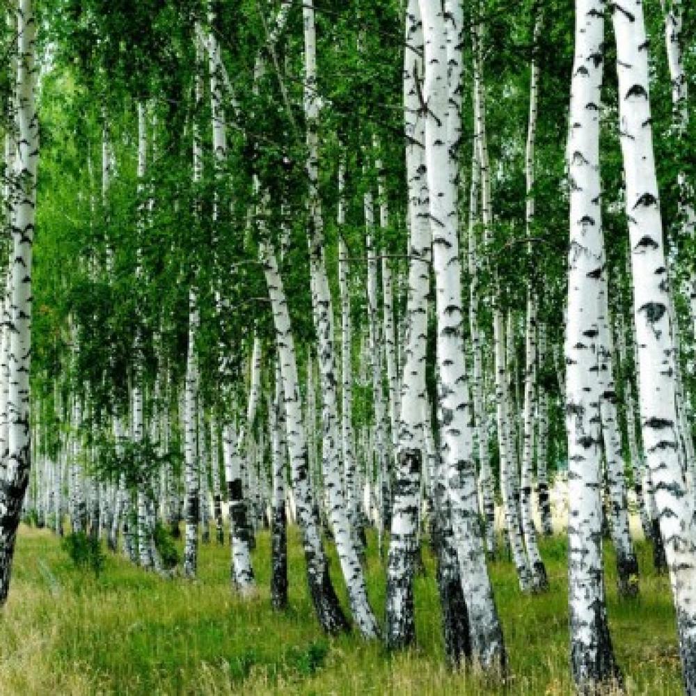 Обои 3193 Природа фотообои (Walldeco): фото, зображення, колір, малюнок