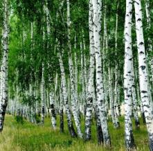 Обои 3193 Природа фотообои (Walldeco)