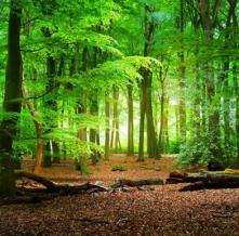 Обои 32335 Природа фотообои (Walldeco)