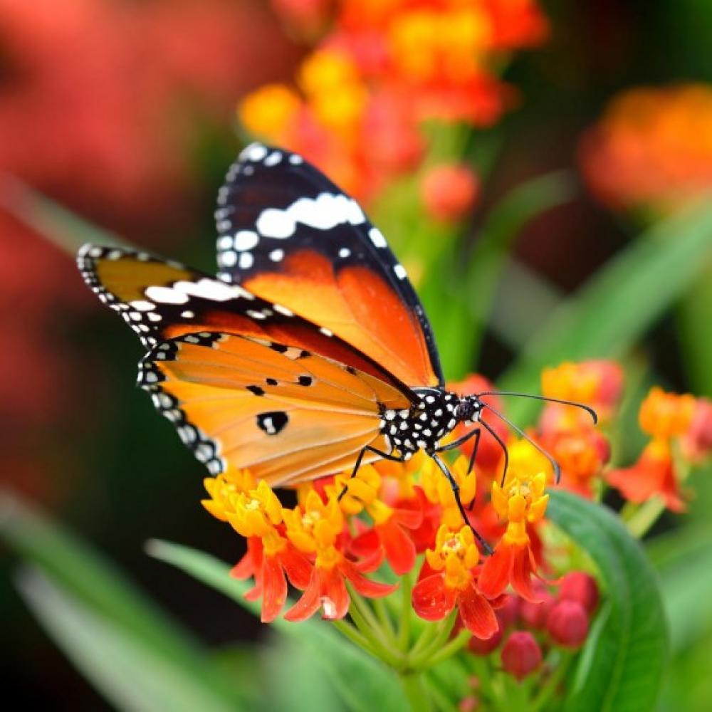 Обои 32339 Природа фотообои (Walldeco): фото, зображення, колір, малюнок