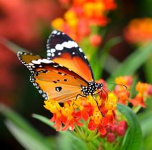 Обои 32339 Природа фотообои (Walldeco)