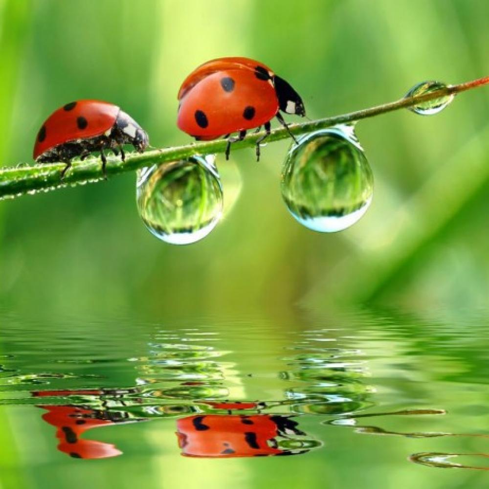 Обои 3237 Природа фотообои (Walldeco): фото, зображення, колір, малюнок