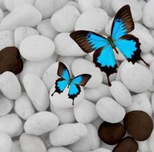 Обои 33284 Природа фотообои (Walldeco)