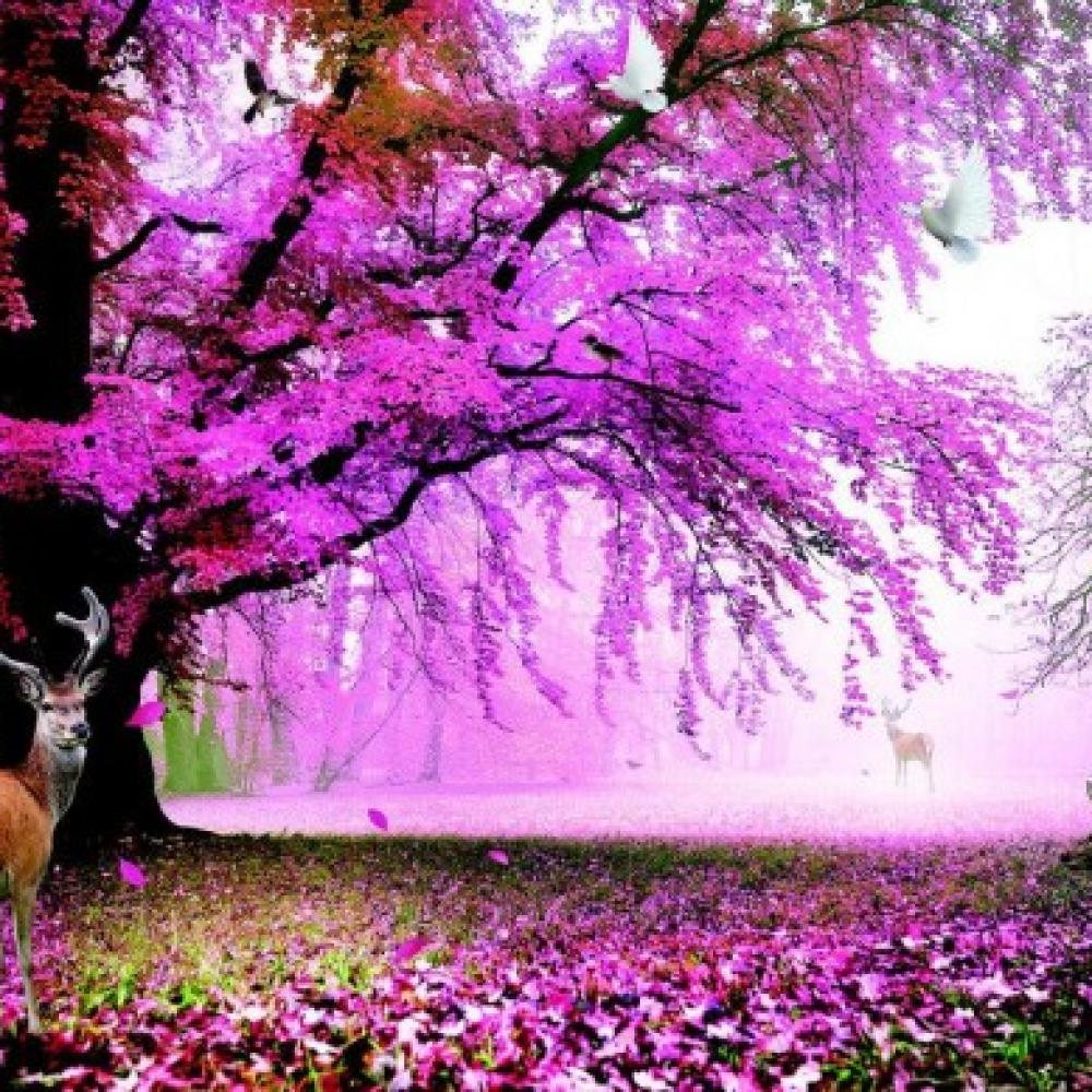 Обои 33471 Природа фотообои (Walldeco): фото, зображення, колір, малюнок