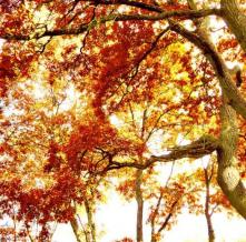 Обои 3348 Природа фотообои (Walldeco)