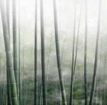 Обои 33492 Природа фотообои (Walldeco)