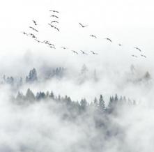 Обои 34103 Природа фотообои (Walldeco)