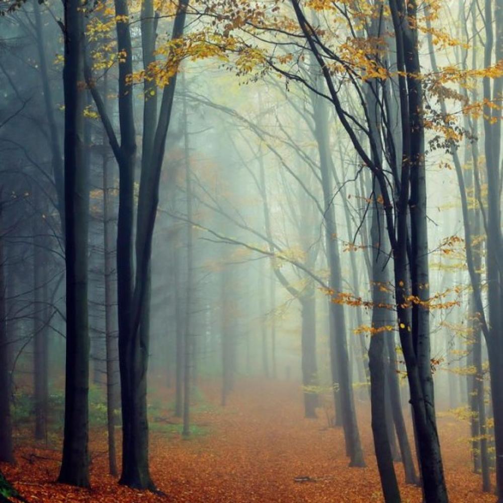 Обои 3421 Природа фотообои (Walldeco): фото, зображення, колір, малюнок
