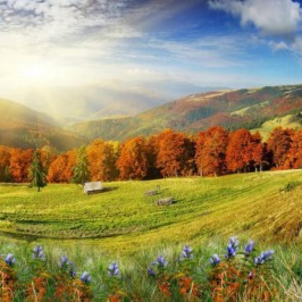 Обои 3820 Природа фотообои (Walldeco): фото, зображення, колір, малюнок