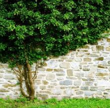 Обои 4274 Природа фотообои (Walldeco)