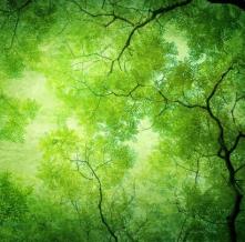 Обои 4340 Природа фотообои (Walldeco)